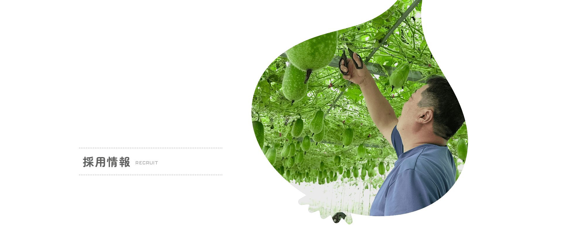 採用情報